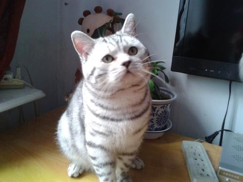 金渐层包子脸 英国短毛猫