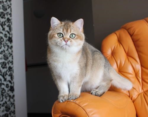 金渐层包子脸 英国短毛猫