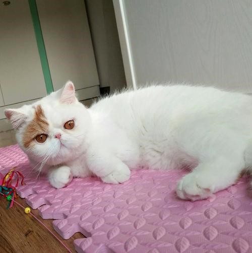 金渐层包子脸 英国短毛猫