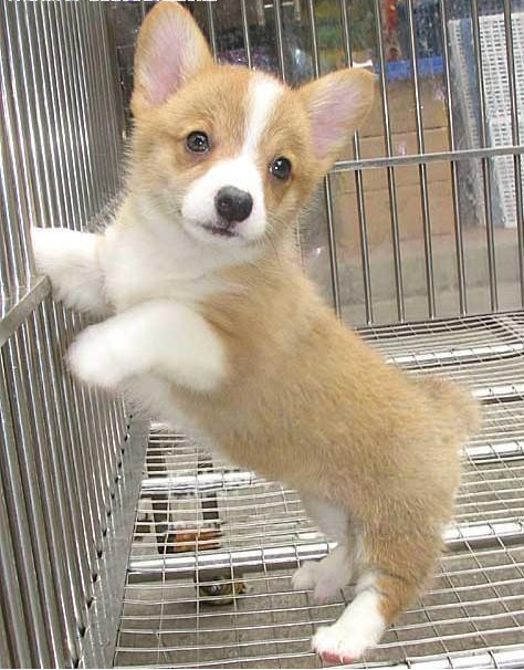 售后保证健康签协议 纯种健康柯基犬 协议保终身