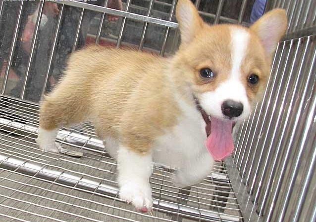 售后保证健康签协议 纯种健康柯基犬 协议保终身