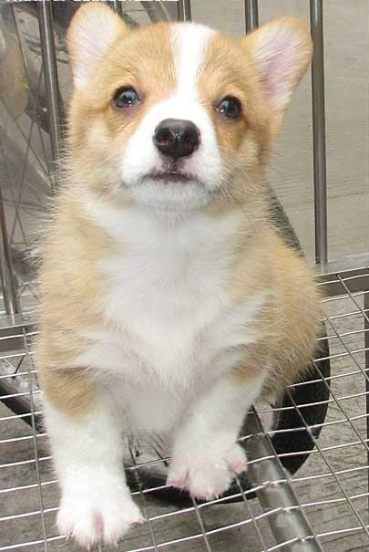 售后保证健康签协议 纯种健康柯基犬 协议保终身