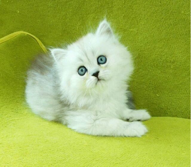 猫舍出售纯种健康金吉拉猫可上门挑选全国发货