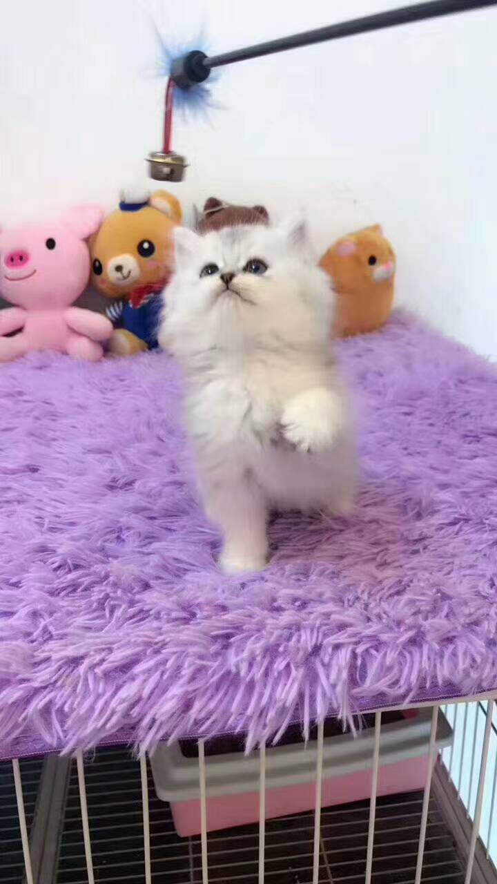猫舍出售纯种健康金吉拉猫可上门挑选全国发货