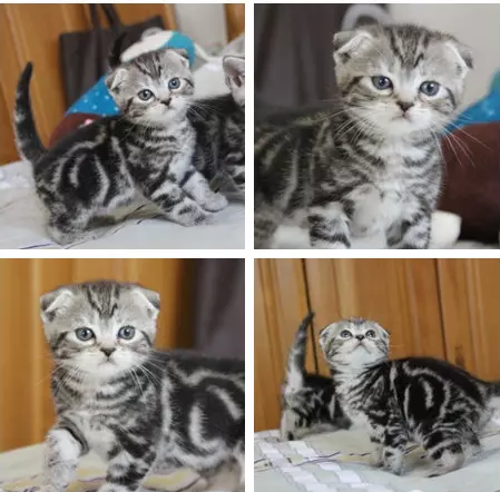 高品质英短银渐层猫咪折耳猫银渐层 找新家