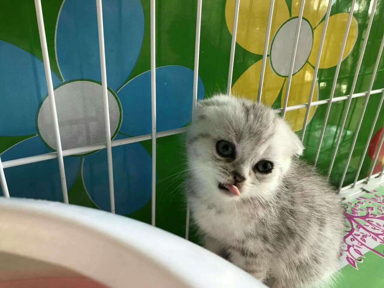 猫舍直销多只折耳猫宝宝,身体健康 品相好合理