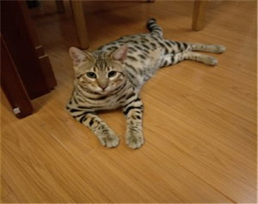 猫舍出售纯种健康孟加拉豹 猫可上门挑选全国发货 猫舍出售纯种健康孟加拉豹 猫可上门挑选全国发货
