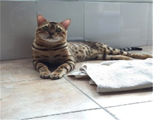 猫舍出售纯种健康孟加拉豹 猫可上门挑选全国发货