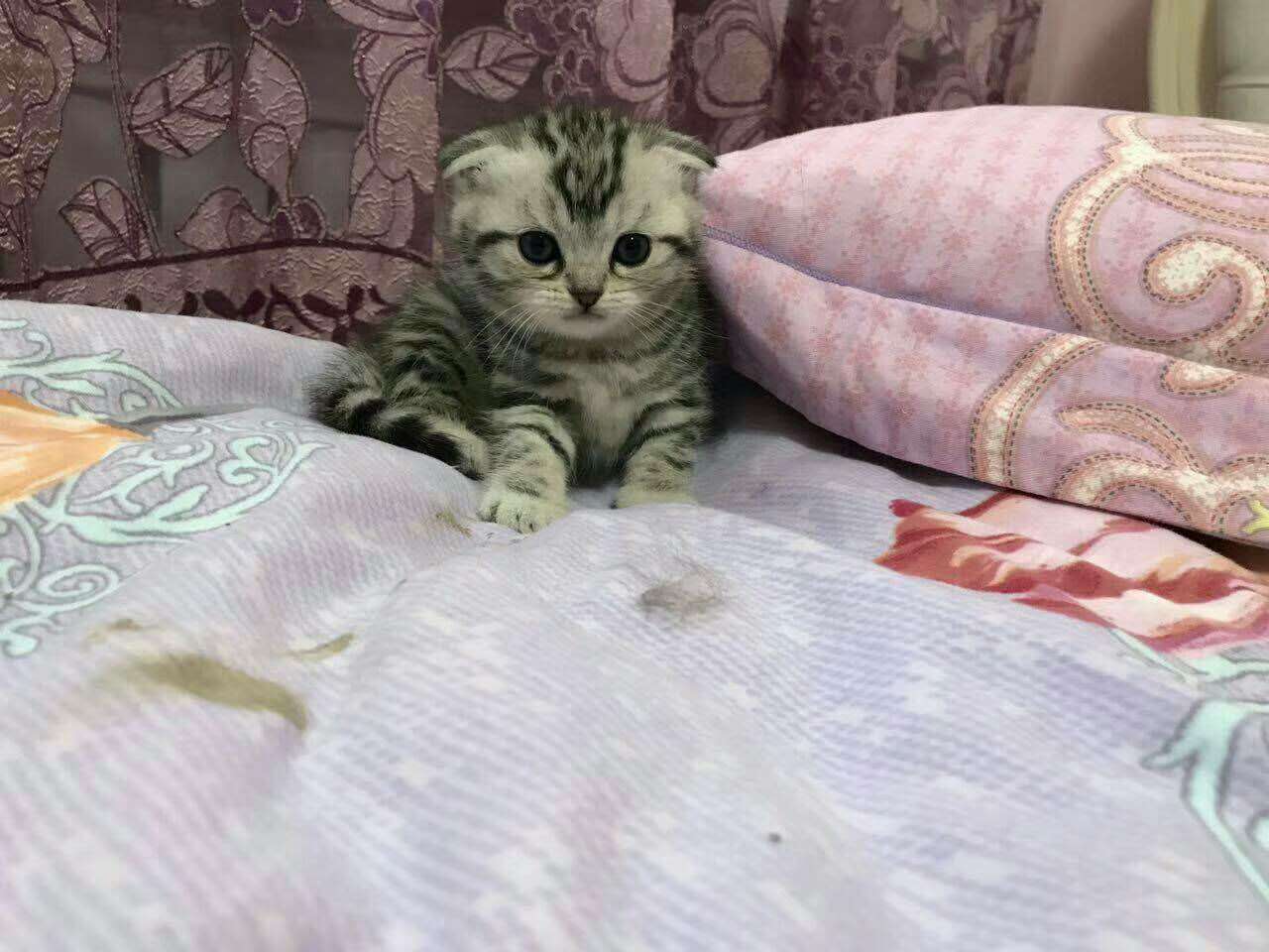 猫舍直销多只折耳猫宝宝,身体健康 品相好合理