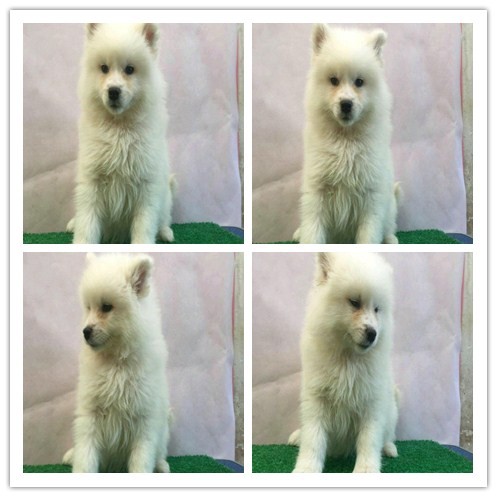 本地出售幼犬狗狗 健康 活泼 本地出售幼犬狗狗 健康 活泼