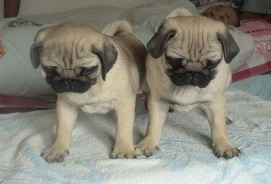 出售巴哥犬哈巴狗矮脚鹰嘴憨厚纯种健康精品幼犬宠物狗狗