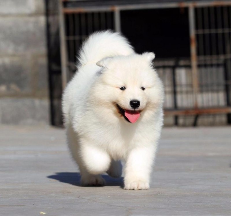 西安未央正规繁殖基地出售大中小型宠物犬保健康