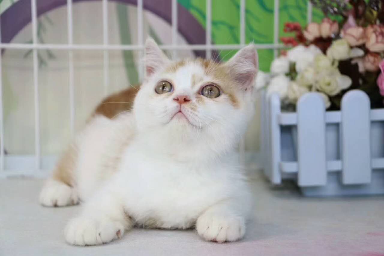 CFA猫舍专业繁殖精品加菲猫多只在售 签协议包健康