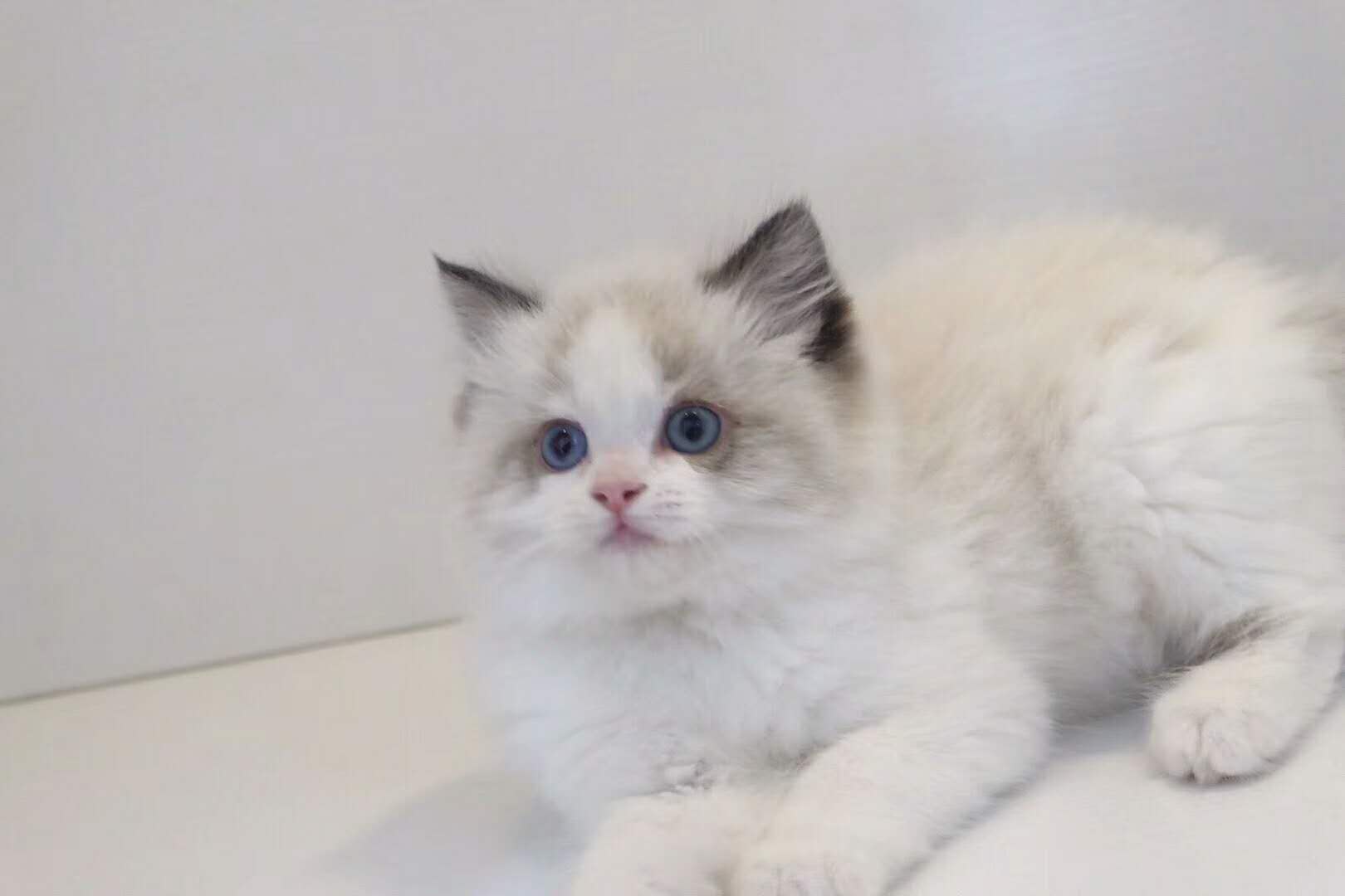 猫舍出售自家繁殖布偶猫纯种健康可上门挑选全国发货