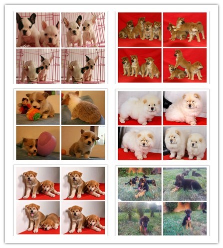 宠物狗 纯种哈士奇幼犬狗狗出售