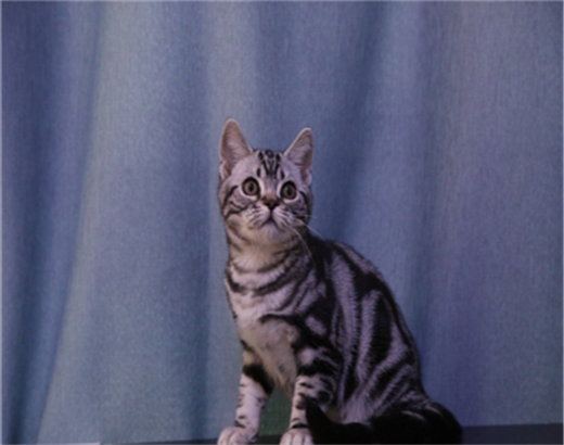 纯种短毛猫,猫舍繁殖,健康纯种,品质保障