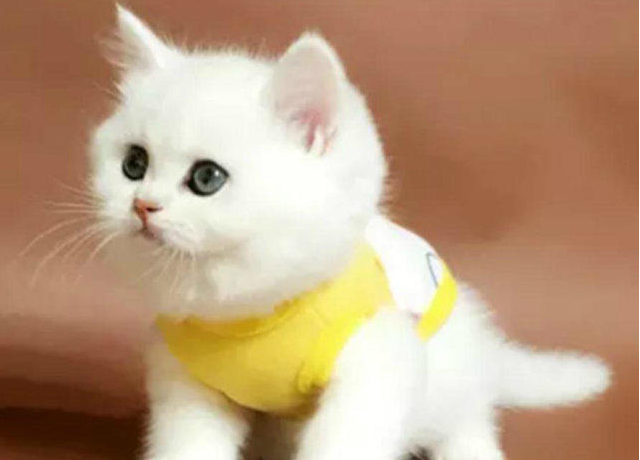 纯种短毛猫,猫舍繁殖,健康纯种,品质保障