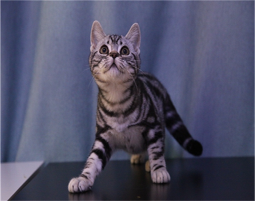 纯种短毛猫,猫舍繁殖,健康纯种,品质保障