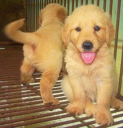 本地犬舍出售纯种金毛包纯种健康签协议送货上门 本地犬舍出售纯种金毛包纯种健康签协议送货上门