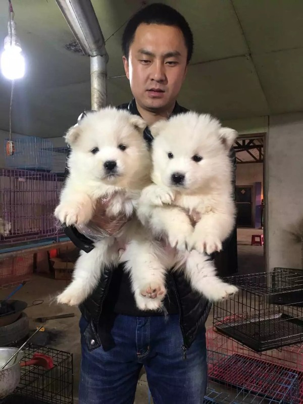 全国宠物出售、批发、销售
